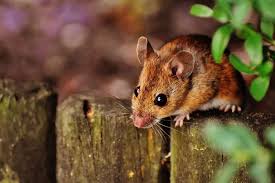 Can Mice Climb Mj Backhouse Pest