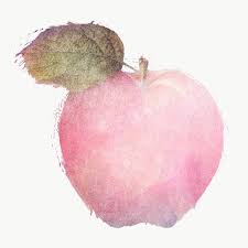 Pink Apple Watercolor Ilration