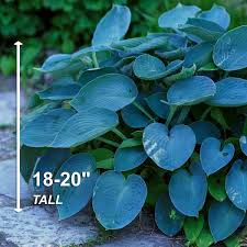Blue Mix Hosta Bulbs