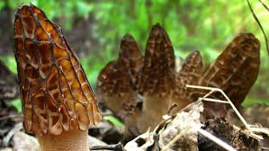 Wild Picked Mushrooms Must Be Inspected