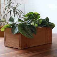 Cedar Planter Box For Indoor And