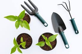 Vegetable Seedlings And Garden Tools