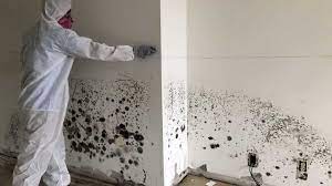 Mold Removal How To Detect And Remove