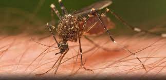 Pest Advice For Controlling Mosquitoes