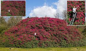 Biggest Rhododendron Bush As It Blooms