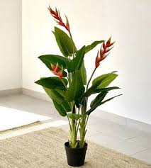 Buy Outdoor Plants Plants Home