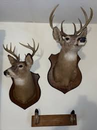 Elk Shoulder Wall Mount Plaque