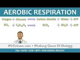Aerobic Respiration Gcse Biology 9 1