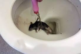 Toilet Rats Are Scampering Into Our
