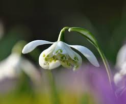 When To Plant Snowdrop Bulbs Expert