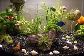 Aquarium Mini Garden Fairy Gardening