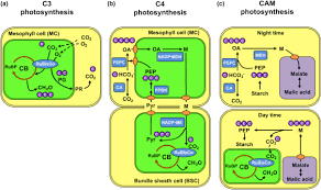 Photosynthesis An Overview