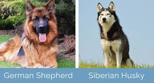German Shepherd Vs Husky What Are The