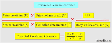 Creatinine Clearance Crc Test
