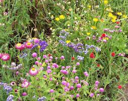 A Beginner S Guide To Wildflower Gardens