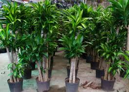 The Easiest Indoor Plants That Thrive