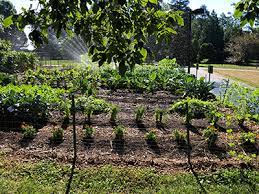 Summer In The Veggie Gardens