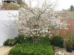 10 Trees That Work In A Small Garden