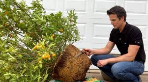 Root Prune Rootbound Potted Fruit Trees