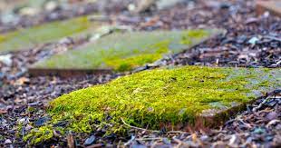 Stop Slippery Paving With An Epic Moss
