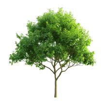 Tree Png Transpa Images Free