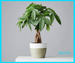 A Guide To Best Feng Shui Plants For Home