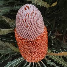 Banksia Plants For In Australia