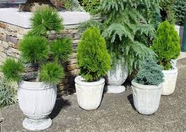 Trees In Pots Peak Lawns And Plant