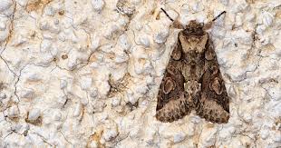 How Long Do Moths Live 2024 Today