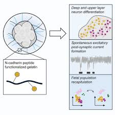 Ipsc Derived Cortical Organoids