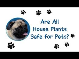 Lb Pets Are All House Plants Safe For