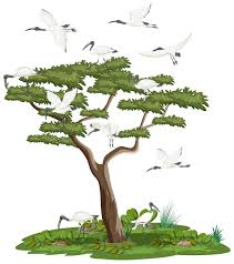 Bird Tree Images Free On Freepik