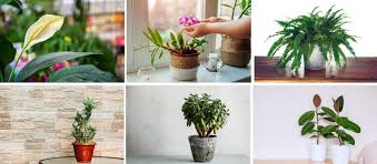 Lucky Plants That Bring You Prosperity
