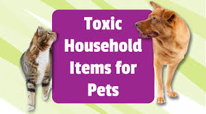 Toxic Household Items For Pets Pet