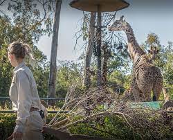 Careers San Diego Zoo Wildlife Alliance