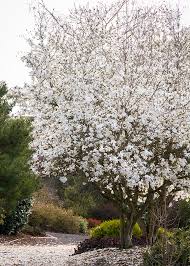 Best Spring Blooming Trees Favorites