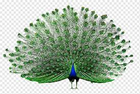 Blue And Green Peahen Icon Open
