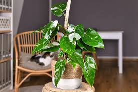 20 Low Light Indoor Plants That Need No