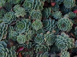 7 Best Rocks For Your Succulent Garden