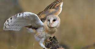 Barn Owl Bird Facts Tyto Alba A Z
