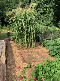 Corn Seeds Gardener S Toolkit Eden