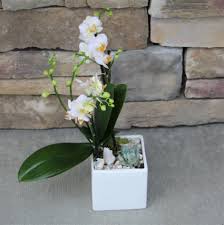 Piko Orchid Squared Planter Blooming