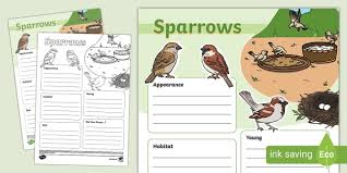Sparrow Fact File Template Teacher