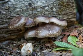 Growing Mushrooms Lost In The Ozarks