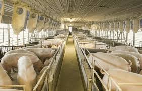 7 Essential Pig Farm Building Plans For