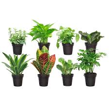 Exotic Angel Plants Grower S Choice