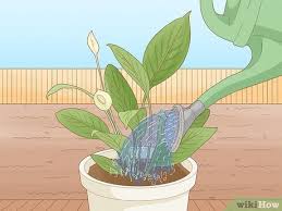 Water Plants Need