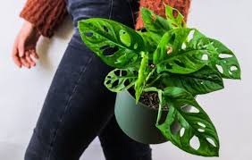 Blog Let S Grow