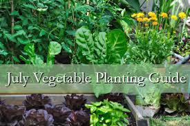 Lsu Agcenter Releases July Vegetable