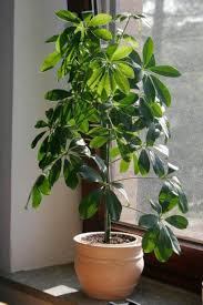Umbrella Plant Schefflera